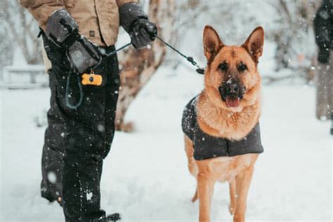 The Noble Life Of German Shepherd Service Dogs - AllShepherd