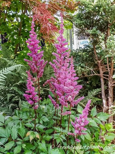 10 Purple and Blue Spring Perennials for Part Shade