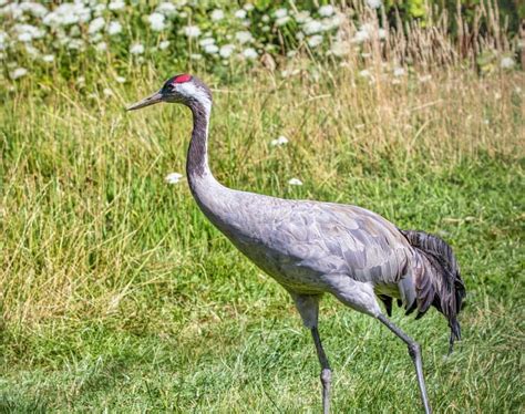 15 Types of Crane Bird Species in 2024 (With Pictures) - Optics Mag