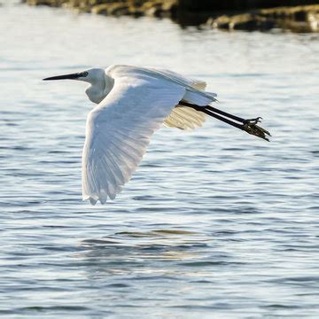 "Flying Egret" Images – Browse 80 Stock Photos, Vectors, and Video | Adobe Stock