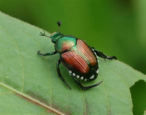 Japanese beetle - Alchetron, The Free Social Encyclopedia