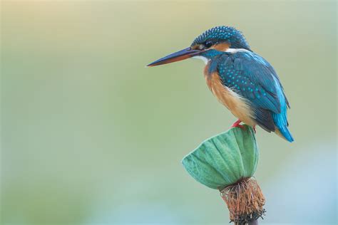 Common Kingfisher – Birds of Singapore