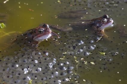 Spawning of Bullfrogs