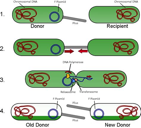 Penetrating Host Defenses | Boundless Microbiology | Study Guides