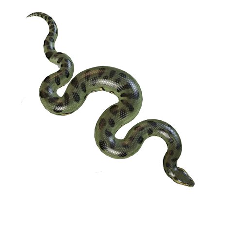 Anaconda PNG Pic | PNG Arts