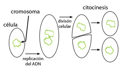 Fisión binaria – Curiosoando