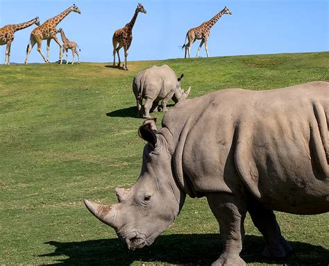 Wildlife | San Diego Zoo