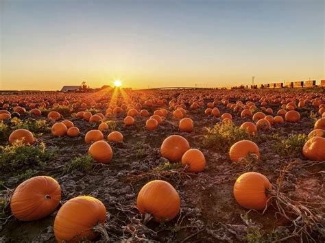 Best Pumpkin Patch Farms Around Miami | Miami, FL Patch