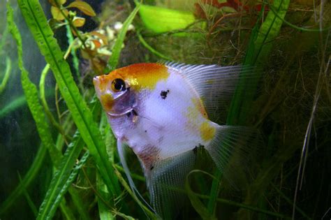 10 Best Angelfish for Freshwater Aquariums