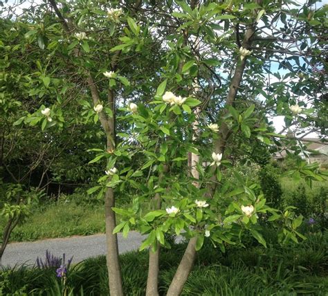 Photo of the entire plant of Sweet Bay Magnolia (Magnolia virginiana) posted by csandt - Garden.org