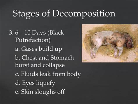 PPT - Aim: SWBAT describe the stages of decomposition of a corpse PowerPoint Presentation - ID ...