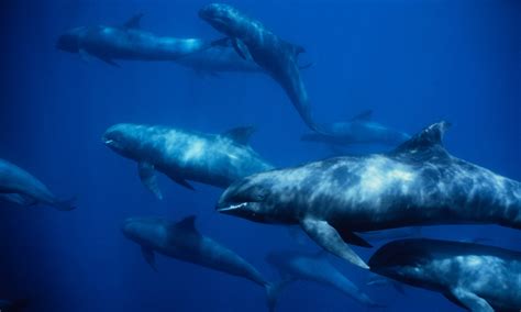 Pygmy Killer Whale – "OCEAN TREASURES" Memorial Library