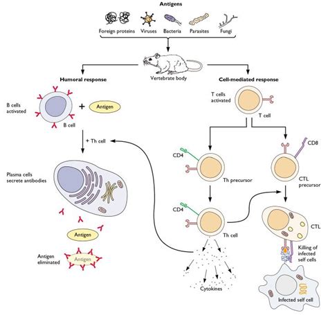 Adaptive immune defenses | Virology Blog