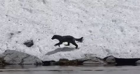 Rare Footage Emerges Of Wolverine Hunting (Watch)