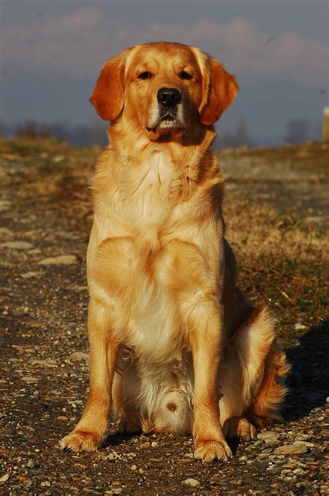 GOLDEN RETRIEVER LAB MIX PUPPIES FOR SALE