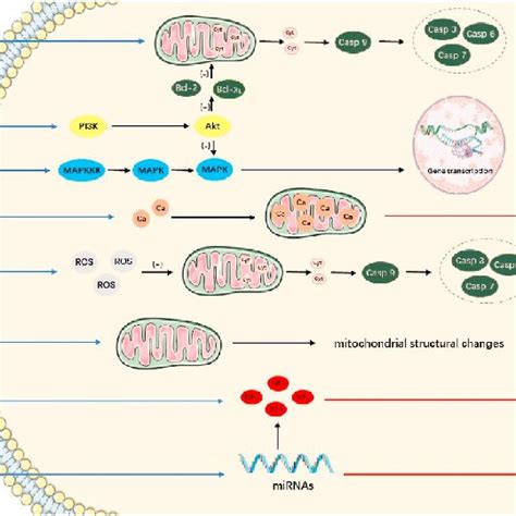 Schematic diagram of neurotoxicity mechanism of local anesthetics ...