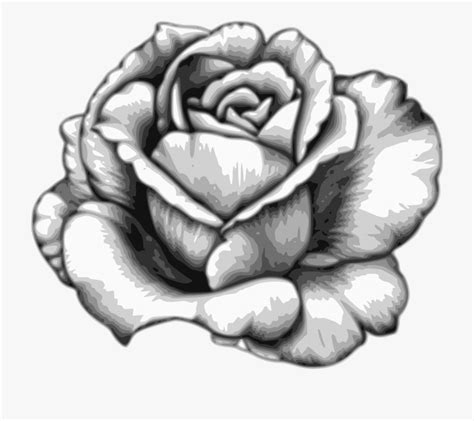 Drawing Flower Watercolor Black White - Beautiful Flower Drawings In Pencil , Transparent ...