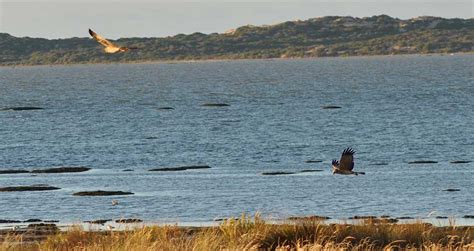 Coorong National Park Wildlife South Australia