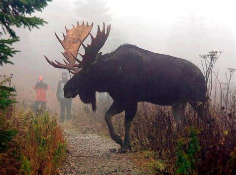 Biggest Moose I've Ever Seen | Hunting