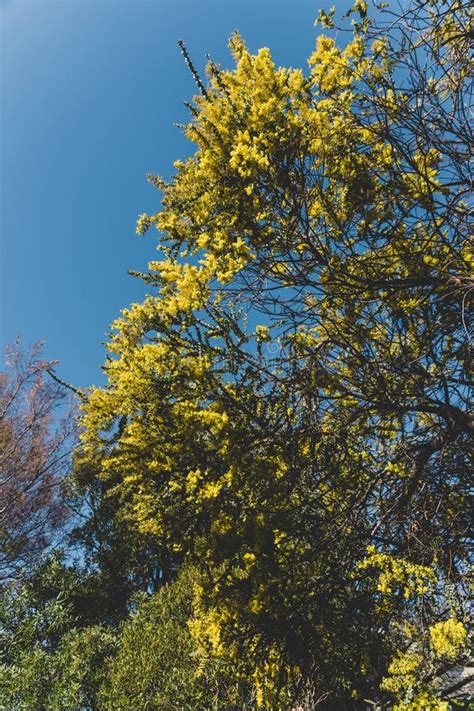 Native Australian Wattle Tree about To Bloom Stock Image - Image of ...