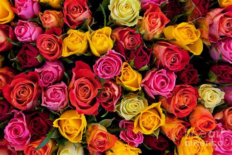 Colorful roses background Photograph by Michal Bednarek - Fine Art America