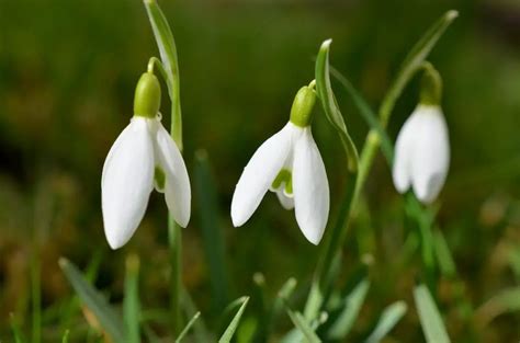 Galanthus (Snowdrops) - Facts, Meaning and Uses – A to Z Flowers