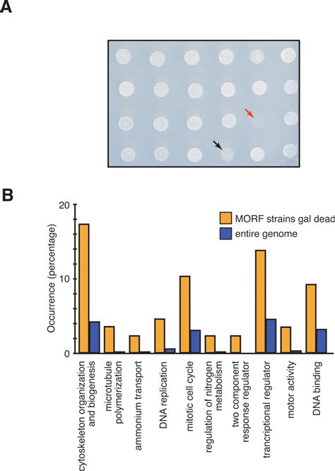 Biochemical and genetic analysis of the yeast proteome with a movable ORF collection