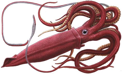 Giant Squid - Life of Sea