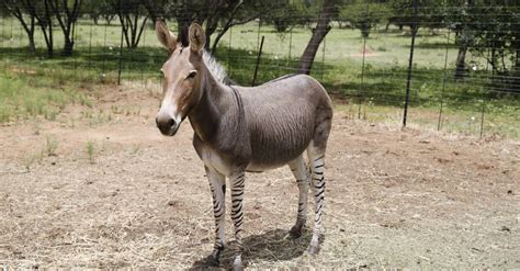 Donkey Zebra Horse