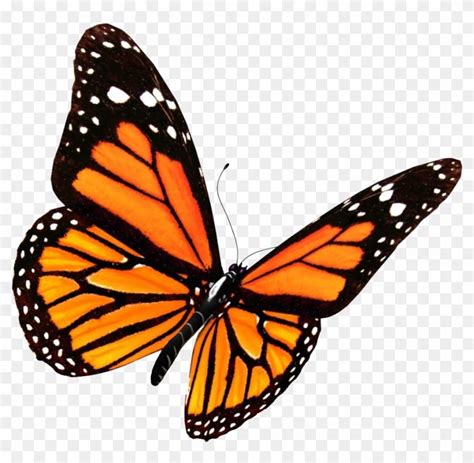 Monarch Butterfly Png Transparent