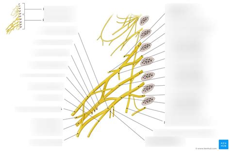 Plexus brachialis Diagram | Quizlet