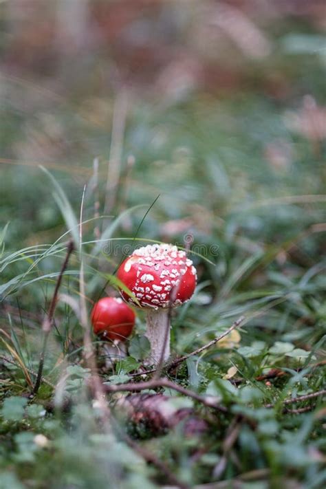 Cute Red Mushroom Poisonous Toxic Amanita Muskaria Fungus ...