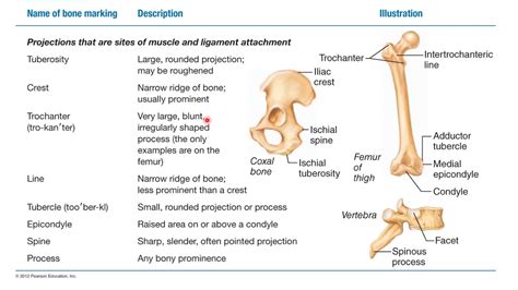 Overview of Skeleton-Bone Markings and Division - YouTube