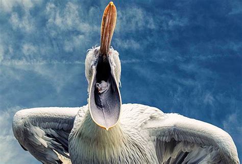 44,300+ Pelican Beak Stock Photos, Pictures & Royalty-Free Images - iStock