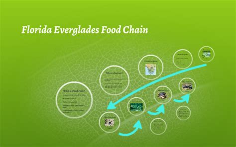 Everglades Ecosystem Food Web