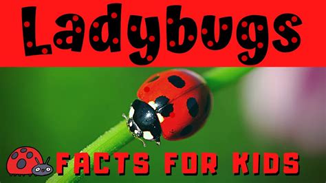 Ladybug Facts And Photos