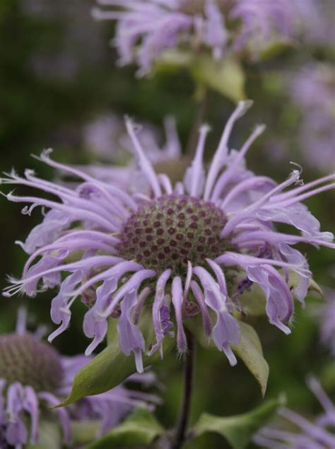 Buy Wild Bergamot for Sale Online | Direct Native Plants