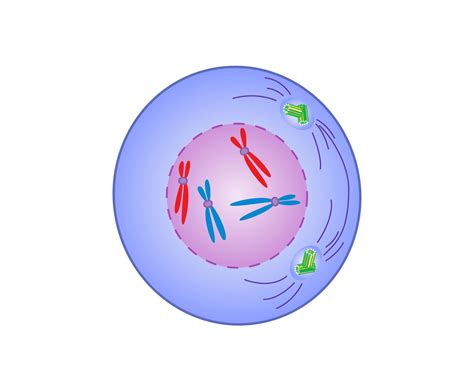 Prophase | Definition, Mitosis, Summary, & Facts | Britannica