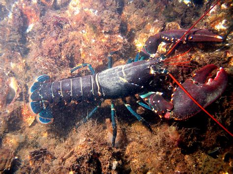 Lobster - Wikipedia