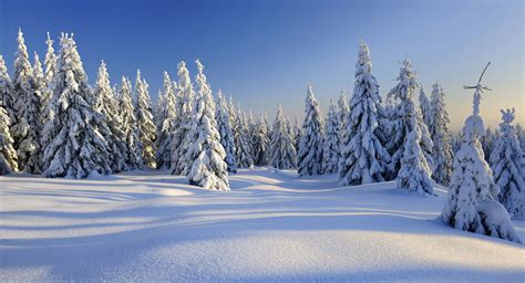 Download Winter Zoom Background Thick Snow On Trees | Wallpapers.com