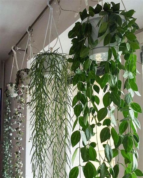 30+ Cozy Hanging Plant Decor Ideas To For Your Garden | Who doesn't love to garden? Well now ...