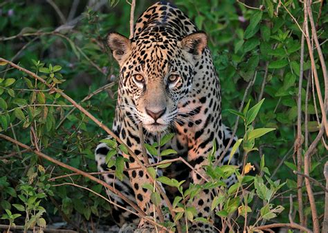 Brazil's Pantanal Jaguar Search Tour | Audley Travel US