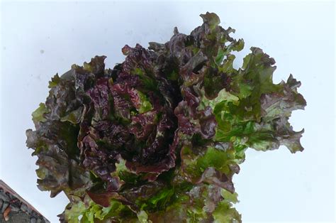 red leaf lettuce (2) | Recipes from Nash's Organic Produce