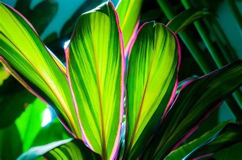 Adding tropical colors: Hawaiian Ti plant (Cordyline fruticosa) - Tropics @Home