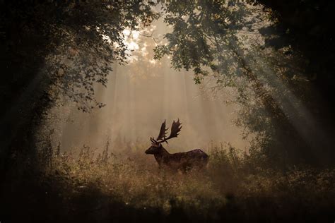 Hintergrundbilder : Sonnenlicht, Wald, Hirsch, Tiere, Nacht-, Natur, Betrachtung, Morgen, Nebel ...