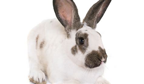 7 Cute Black and White Rabbit Breeds - Farmhouse Guide