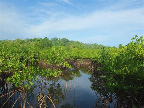 mangroves - Marine Conservation Philippines