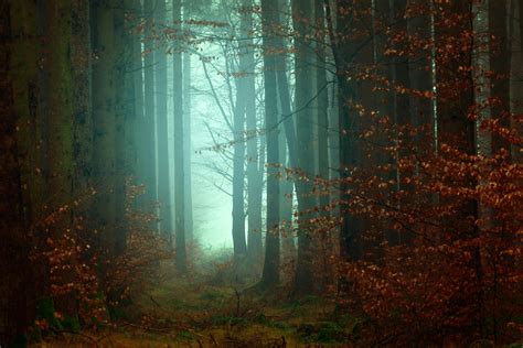 1000+ Beautiful Dark Forest Photos · Pexels · Free Stock Photos