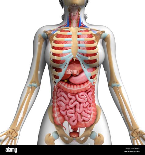 Picture Of What Is Under Your Rib Cage : Rib Cage Fascinating Facts About Body Parts The Star ...