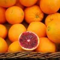 Blood Orange Trees For Sale at Ty Ty Nursery